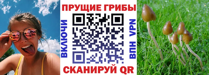 Псилоцибиновые грибы GOLDEN TEACHER  Полярные Зори 